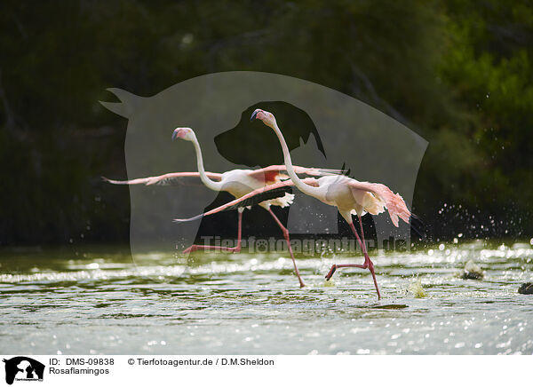 Rosaflamingos / greater flamingos / DMS-09838