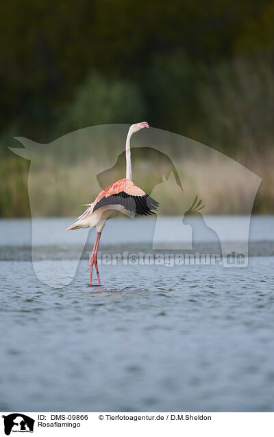 Rosaflamingo / greater flamingo / DMS-09866