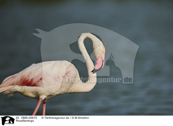 Rosaflamingo / greater flamingo / DMS-09870
