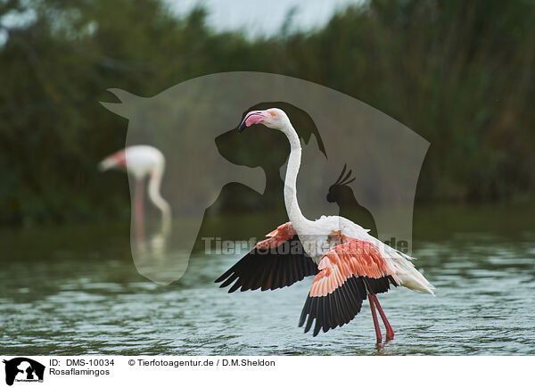 Rosaflamingos / greater flamingos / DMS-10034