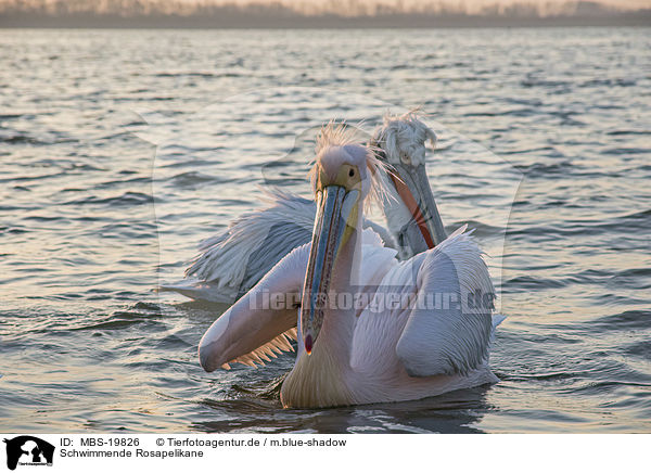 Schwimmende Rosapelikane / swimming Great White Pelicans / MBS-19826