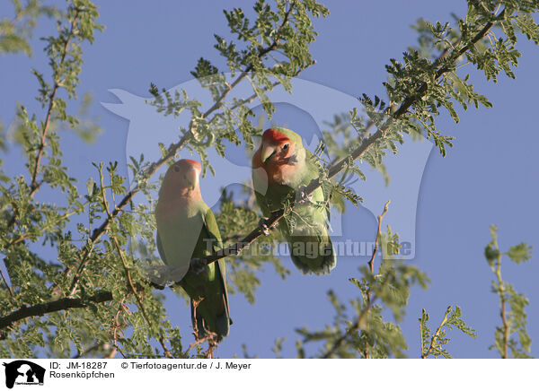 Rosenkpfchen / peach-faced lovebirds / JM-18287