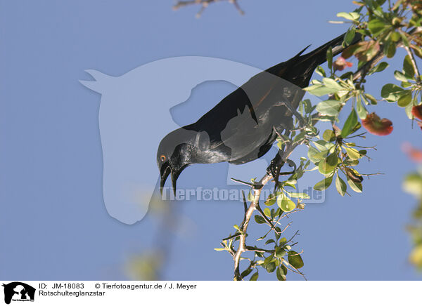 Rotschulterglanzstar / red-shouldered glossy starling / JM-18083