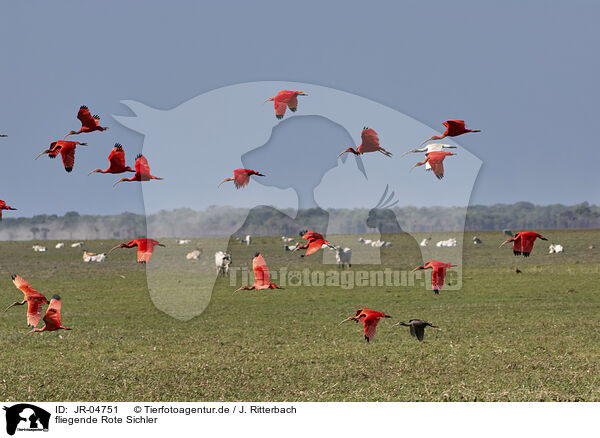 fliegende Rote Sichler / JR-04751