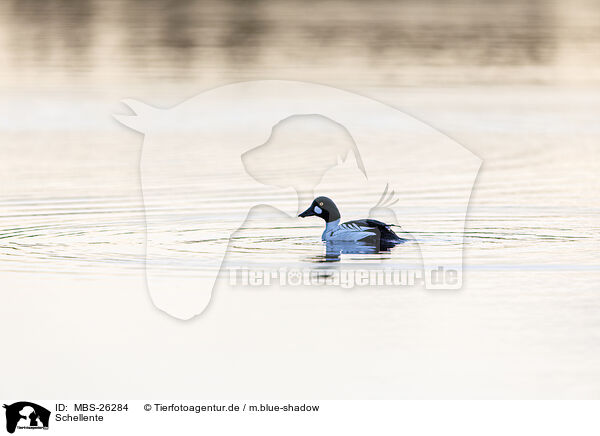 Schellente / common goldeneye duck / MBS-26284