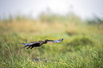 fliegender Schlangenhalsvogel