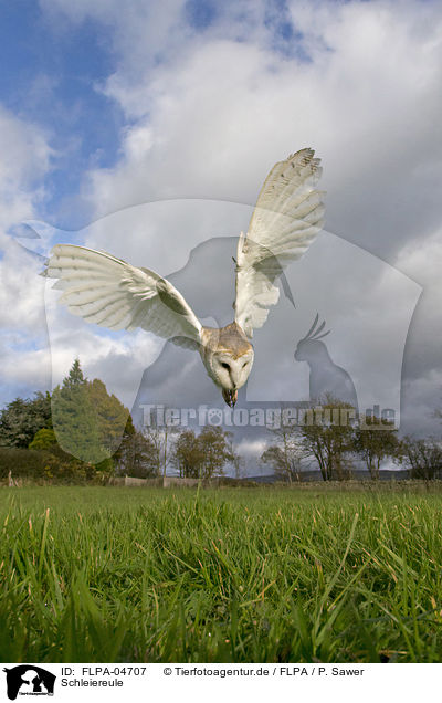 Schleiereule / barn owl / FLPA-04707