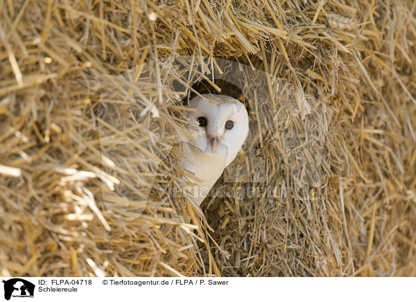 Schleiereule / barn owl / FLPA-04718