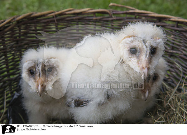 junge Schleiereulen / young barn owls / PW-02863