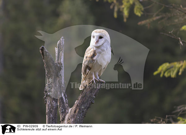 Schleiereule sitzt auf einem Ast / barn owl sits on a branch / PW-02909