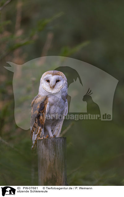 sitzende Schleiereule / sitting Common Barn Owl / PW-07681