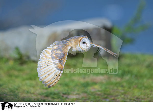 fliegende Schleiereule / flying Common Barn Owl / FH-01155