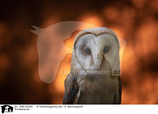 Schleiereule / barn owl / SIB-02094
