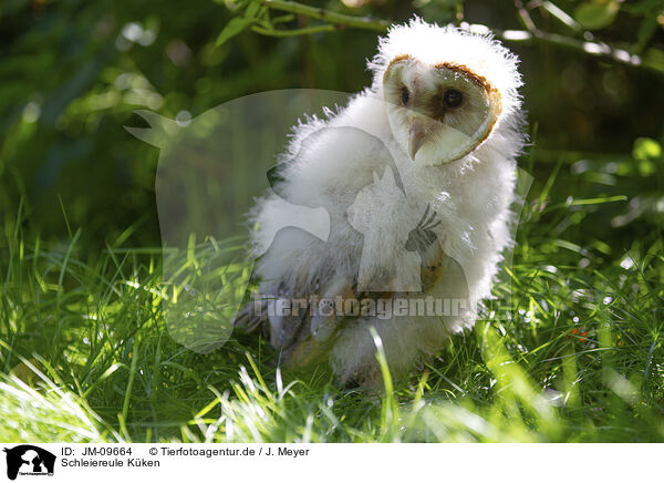 Schleiereule Kken / barn owl chick / JM-09664