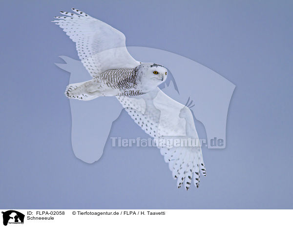 Schneeeule / Arctic owl / FLPA-02058