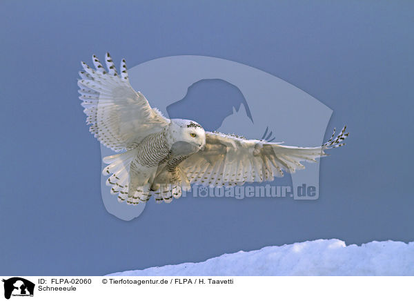 Schneeeule / Arctic owl / FLPA-02060