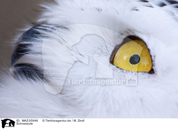 Schneeeule / Arctic Owl / MAZ-05948