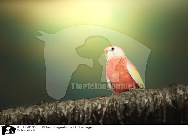 Schnsittich / turquoise parrot / CF-01356