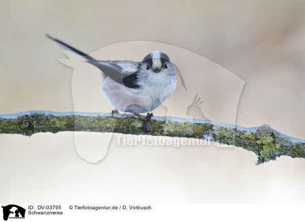 Schwanzmeise / long-tailed bushtit / DV-03795