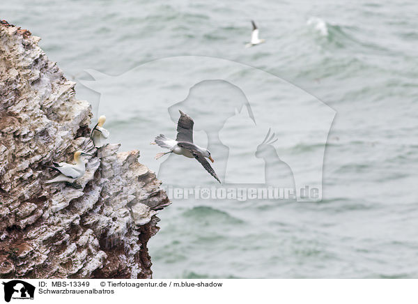Schwarzbrauenalbatros / black-browed albatross / MBS-13349