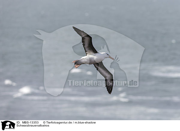 Schwarzbrauenalbatros / black-browed albatross / MBS-13353