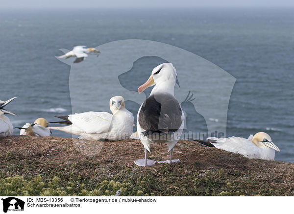 Schwarzbrauenalbatros / black-browed albatross / MBS-13356
