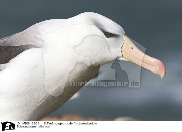 Schwarzbrauenalbatros / black-browed albatross / MBS-13361