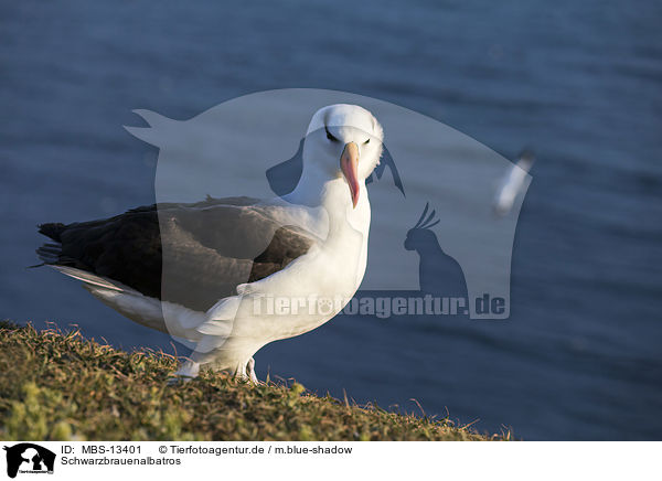 Schwarzbrauenalbatros / black-browed albatross / MBS-13401
