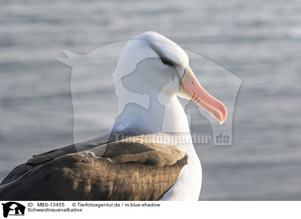 Schwarzbrauenalbatros / black-browed albatross / MBS-13455