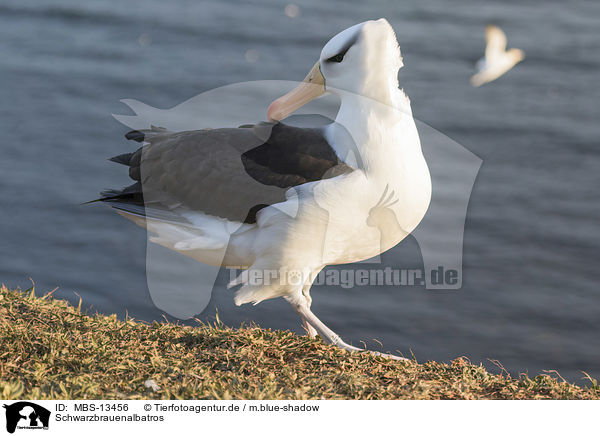 Schwarzbrauenalbatros / black-browed albatross / MBS-13456
