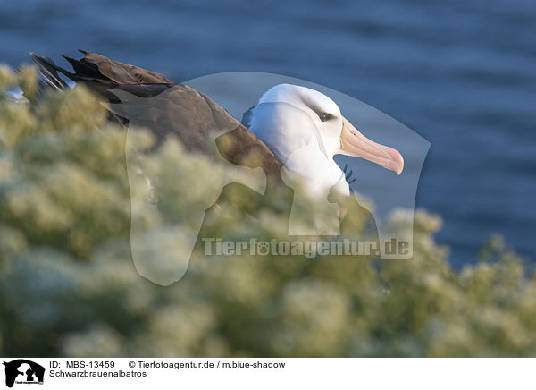 Schwarzbrauenalbatros / black-browed albatross / MBS-13459
