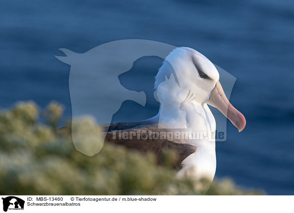 Schwarzbrauenalbatros / black-browed albatross / MBS-13460