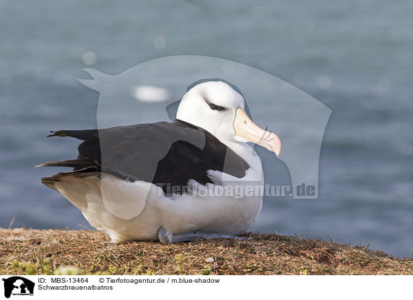 Schwarzbrauenalbatros / black-browed albatross / MBS-13464