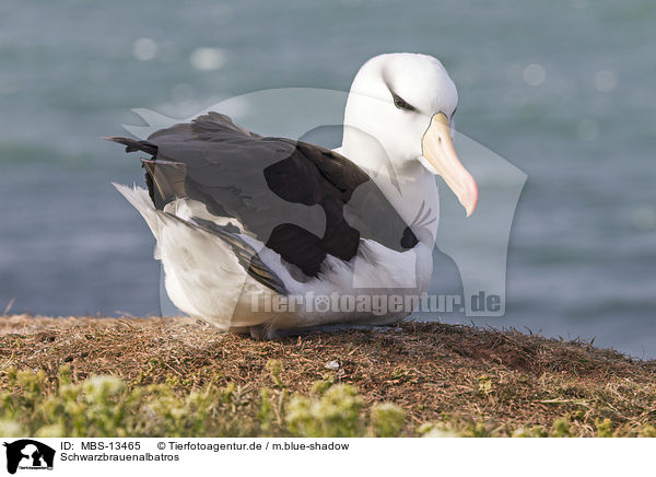 Schwarzbrauenalbatros / black-browed albatross / MBS-13465