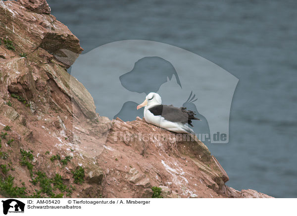 Schwarzbrauenalbatros / black-browed albatross / AM-05420
