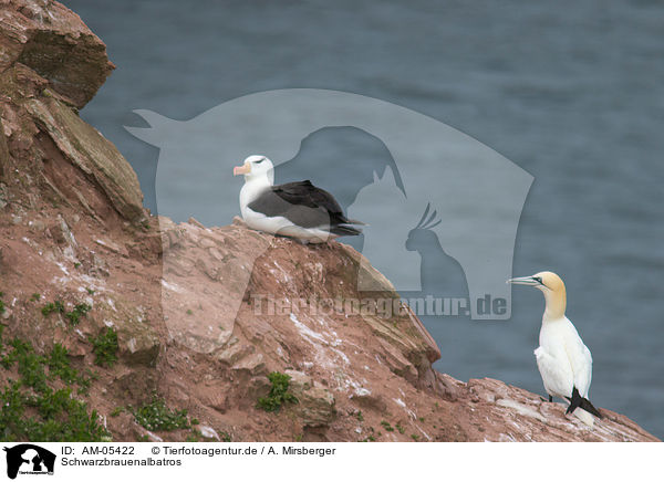 Schwarzbrauenalbatros / black-browed albatross / AM-05422