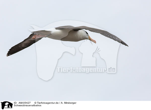 Schwarzbrauenalbatros / black-browed albatross / AM-05427