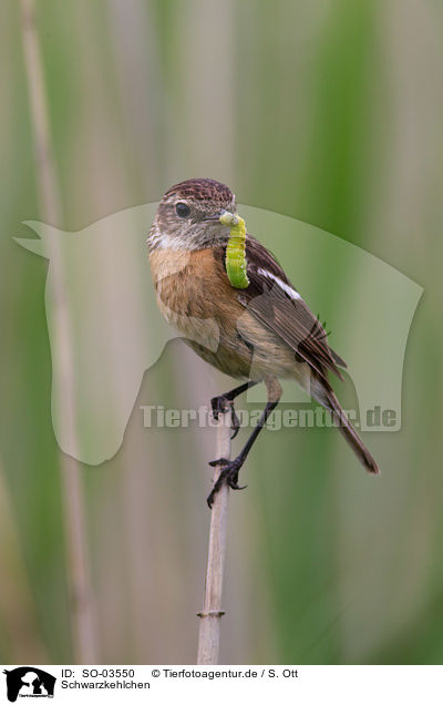 Schwarzkehlchen / stonechat / SO-03550