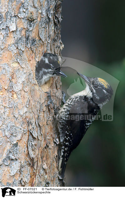 Schwarzrckenspechte / Arctic woodpeckers / FF-07021