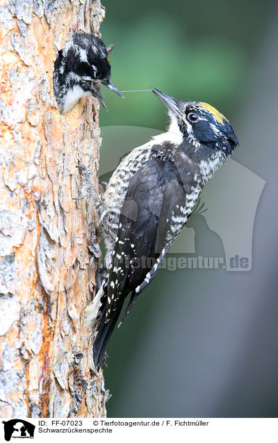 Schwarzrckenspechte / Arctic woodpeckers / FF-07023