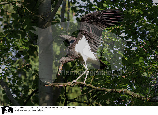 stehender Schwarzstorch / standing Black Stork / THA-07037