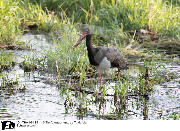 Schwarzstorch / black stork / THA-09135