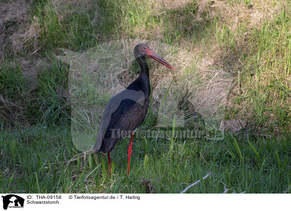 Schwarzstorch / black stork / THA-09158
