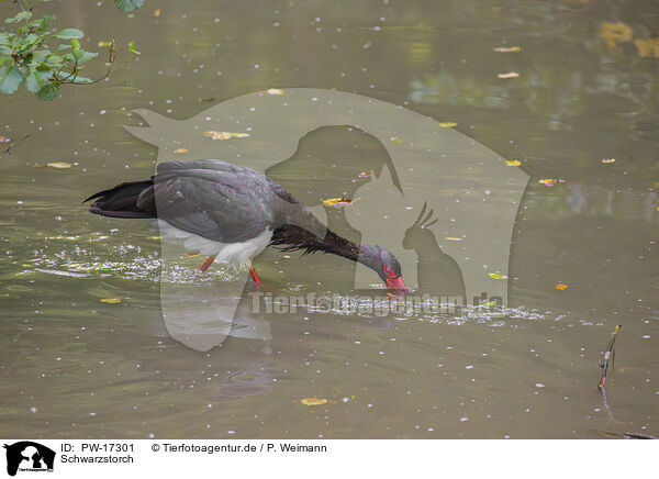 Schwarzstorch / black stork / PW-17301