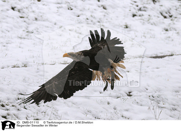 fliegender Seeadler im Winter / DMS-01110