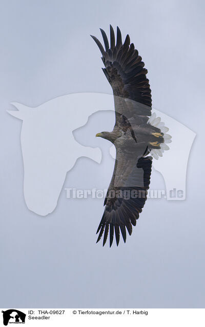 Seeadler / white-tailed sea eagle / THA-09627
