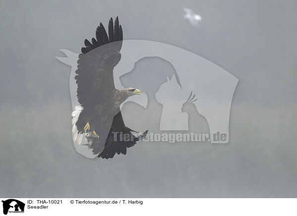 Seeadler / white-tailed sea eagle / THA-10021