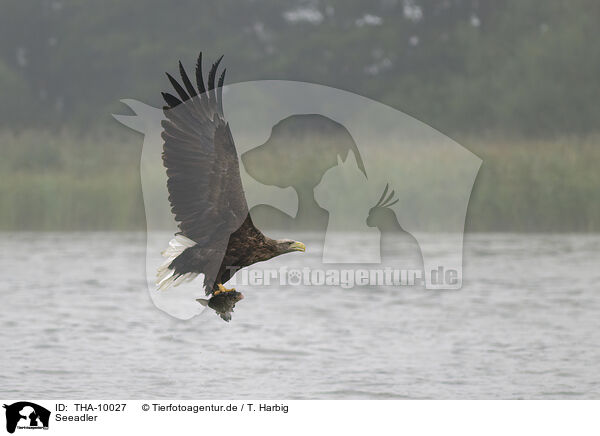 Seeadler / white-tailed sea eagle / THA-10027