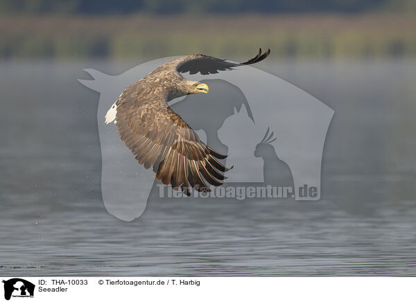 Seeadler / white-tailed sea eagle / THA-10033