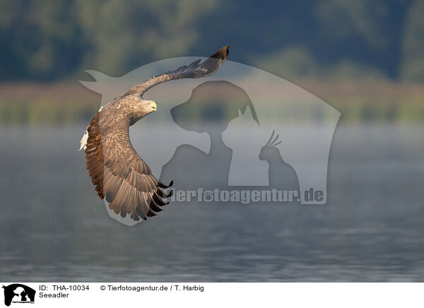 Seeadler / white-tailed sea eagle / THA-10034